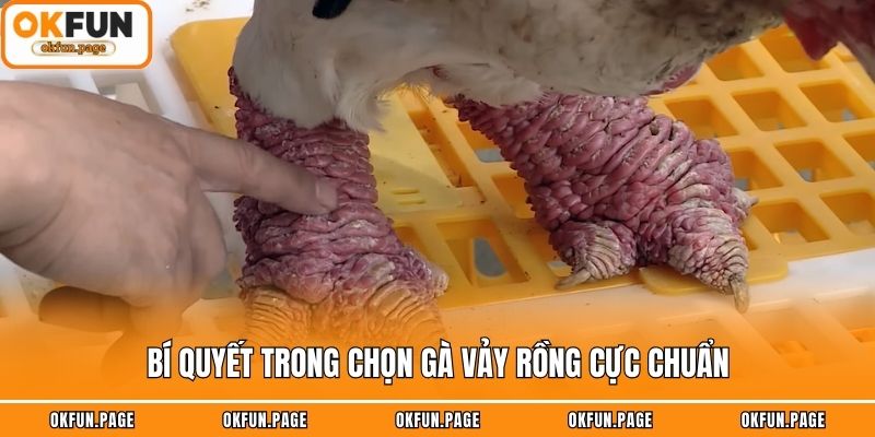 Bí quyết trong chọn gà vảy rồng cực chuẩn