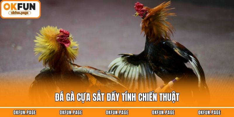 Đá gà cựa sắt đầy tính chiến thuật