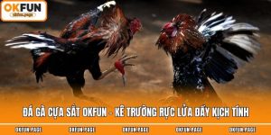 Đá Gà Cựa Sắt OKFUN - Kê Trường Rực Lửa Đầy Kịch Tính