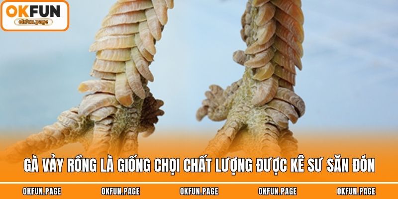 Gà vảy rồng là giống chọi chất lượng được kê sư săn đón