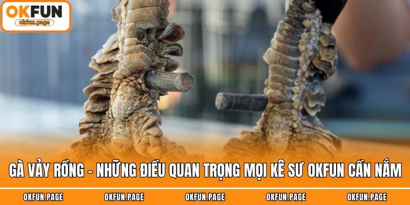Gà Vảy Rồng - Những Điều Quan Trọng Mọi Kê Sư OKFUN Cần Nắm